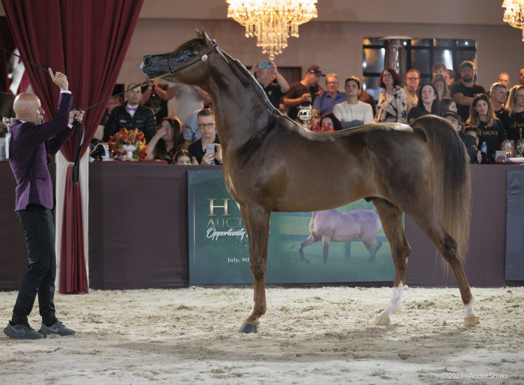 Brasil sediará etapa do Campeonato Mundial do Cavalo Árabe com premiação de quase R$ 2 milhões