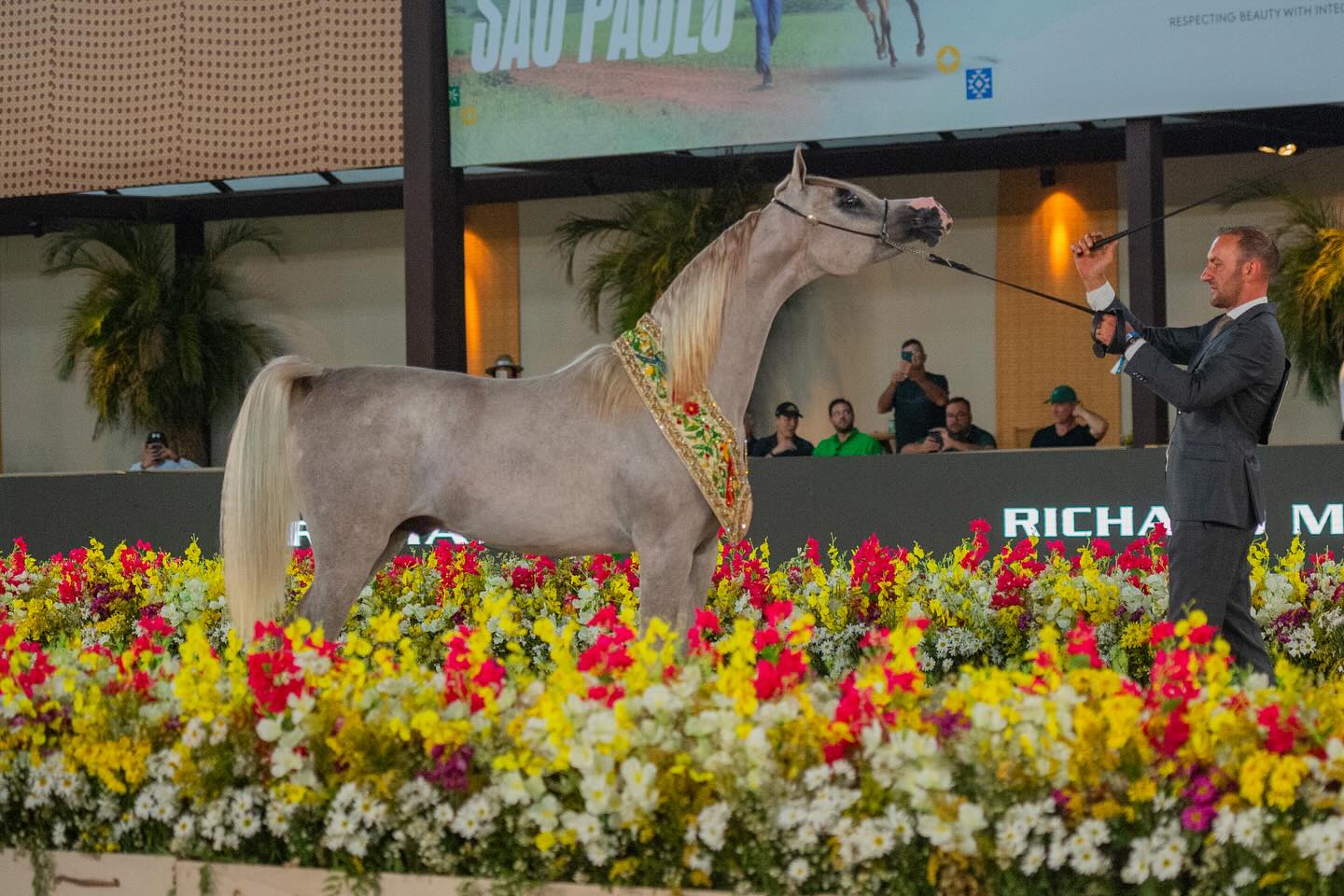 Programa do Cavalo Árabe chega à 70ª edição com foco no panorama da raça para 2026