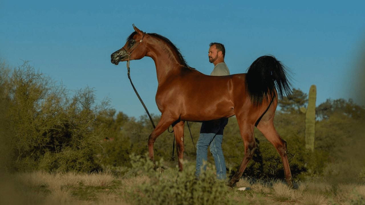 “Brazilian Storm” domina Scottsdale e Brasil conquista os quatro títulos de Halter em 2026