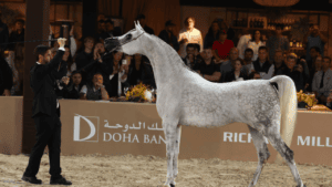 45ª Exposição Nacional do Cavalo Árabe começa nesta quinta-feira