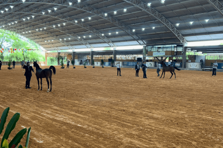 30ª Exposição Internacional do Cavalo Árabe premia os melhores exemplares da raça - Geral