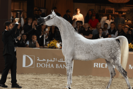 45ª Exposição Nacional do Cavalo Árabe começa nesta quinta-feira