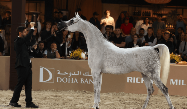 45ª Exposição Nacional do Cavalo Árabe começa nesta quinta-feira