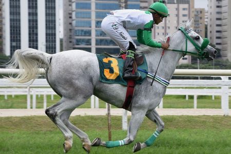 Filhos do garanhão D’Jok PY levam os Grandes Prêmios do Cavalo Árabe no Jockey Club de São Paulo