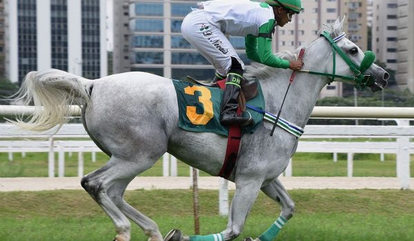 Filhos do garanhão D’Jok PY levam os Grandes Prêmios do Cavalo Árabe no Jockey Club de São Paulo