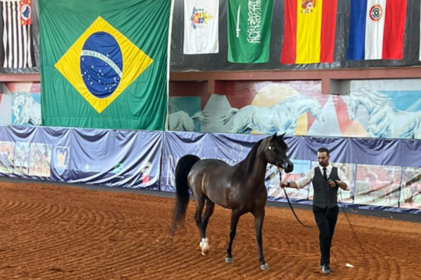 Inscrições abertas para o último grande evento de 2024 do Cavalo Árabe