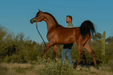 “Brazilian Storm” domina Scottsdale e Brasil conquista os quatro títulos de Halter em 2026