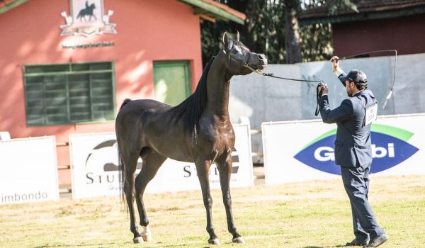 Campeão Cavalo Expo Bragança