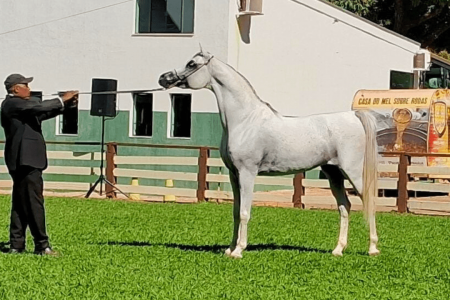 Campeão Cavalo Ouro - Exposição de Brasília