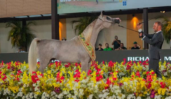Programa do Cavalo Árabe chega à 70ª edição com foco no panorama da raça para 2026
