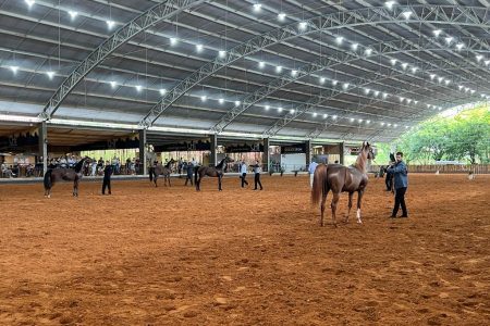 Cavalo Árabe dá um show em pista durante a 35ª Interestadual da raça