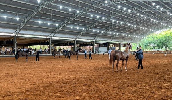 Tatuí (SP) sedia em março a primeira grande exposição do Cavalo Árabe de 2025