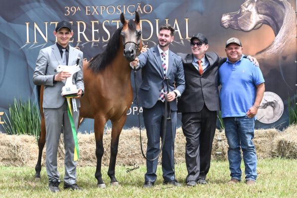 Cavalo Árabe divide atenções com o Nelore e movimenta Exponel em Avaré (1) - Rogério Santos