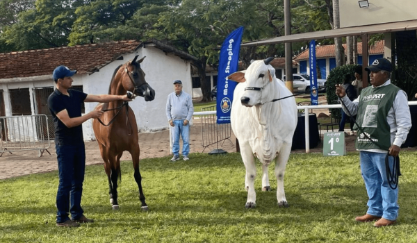 Cavalo Árabe encanta público ao lado da raça Nelore durante a Exponel 2025