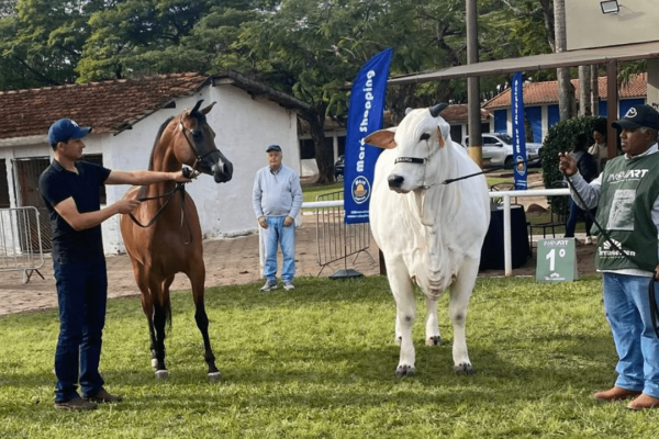 Cavalo Árabe encanta público ao lado da raça Nelore durante a Exponel 2025