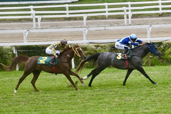 Últimas corridas de 2024 do Cavalo Árabe agitam o Jockey Club de São Paulo neste sábado (14/12)