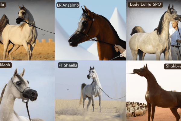 AssAssociação dos Criadores de cavalo da Zona da Mata Mineira