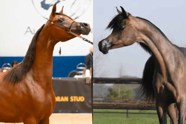 Criação brasileira se destaca no Campeonato Mundial do Cavalo Árabe em Paris