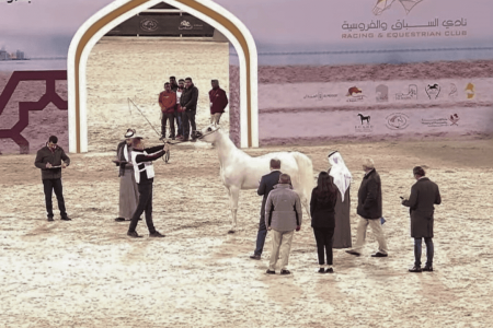 Criação nacional de Cavalo Árabe segue em ascensão nas exposições internacionais