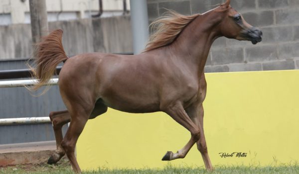 Cavalo Árabe é destaque na programação da maior feira agropecuária do centro-oeste do país