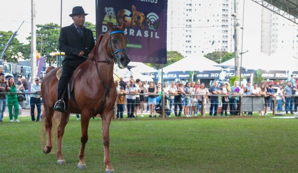 Expoingá 2025 com o Cavalo Árabe (2)