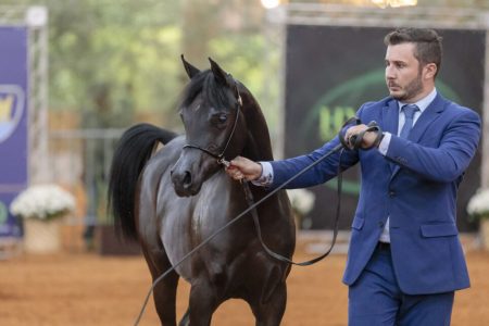 Exposicao-Hipico-Tatui-Arabe_2 Exposição no Centro Hípico de Tatuí (SP) reunirá os melhores cavalos da raça Árabe