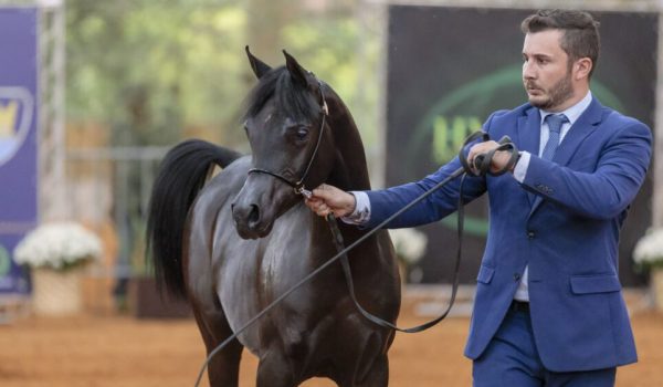 Exposição no Centro Hípico de Tatuí (SP) reunirá os melhores cavalos da raça Árabe