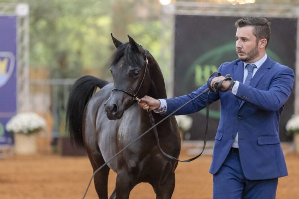 Exposição no Centro Hípico de Tatuí (SP) reunirá os melhores cavalos da raça Árabe