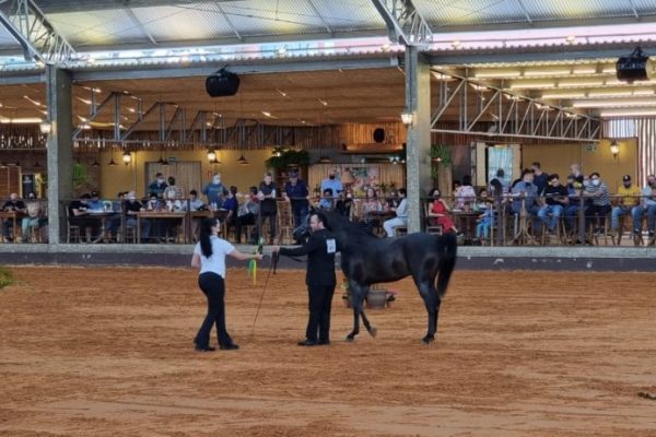 Exposições do Cavalo Árabe em Tatuí irão arrecadar alimentos e brinquedos