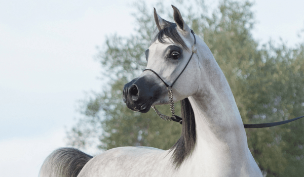 Leilão Virtual ABCCA de Óvulos e Coberturas 2024 celebra a excelência do Cavalo Árabe