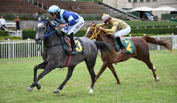 Grandes Prêmios do Cavalo Árabe movimentam pista de grama do Jockey Club de São Paulo