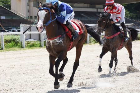 Prêmio Interestadual do Cavalo Árabe movimenta pista de areia do Jockey Club de São Paulo