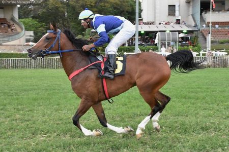 Prêmio Copa do Brasil encerra com chave de ouro disputas da 40ª Exposição Nacional do Cavalo Árabe – Marlize Rach Prêmio Copa do Brasil encerra com chave de ouro disputas da 40ª Exposição Nacional do Cavalo Árabe - Marlize Rach