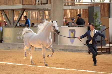 Prova de Halter do Cavalo Árabe - Foto André Shiwa