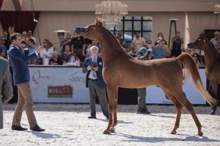 Prova de Halter do Cavalo Árabe avalia a beleza e a conformação de cada animal Cavalo Árabe retorna à Expo Rio Preto após três décadas e integra agenda oficial da feira