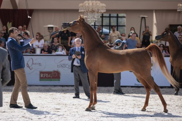 Cavalo Árabe retorna à Expo Rio Preto após três décadas e integra agenda oficial da feira