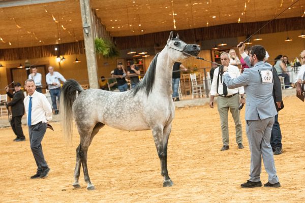 Cavalo Árabe inicia temporada de exposições com nova prova e premiação de R$ 250 mil