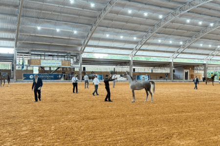 Temporada 2026 do Cavalo Árabe começa em março com exposição no interior de SP