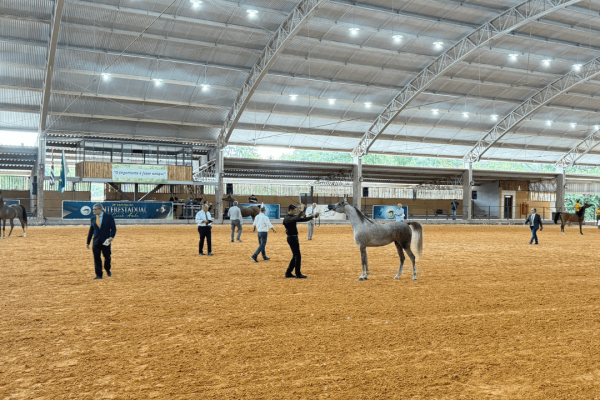 Temporada 2026 do Cavalo Árabe começa em março com exposição no interior de SP