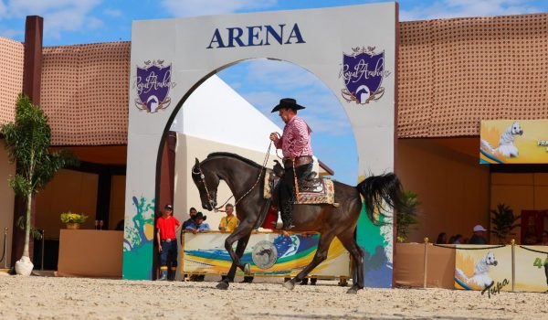 Western Pleasure Nacional do cavalo Árabe.jpeg